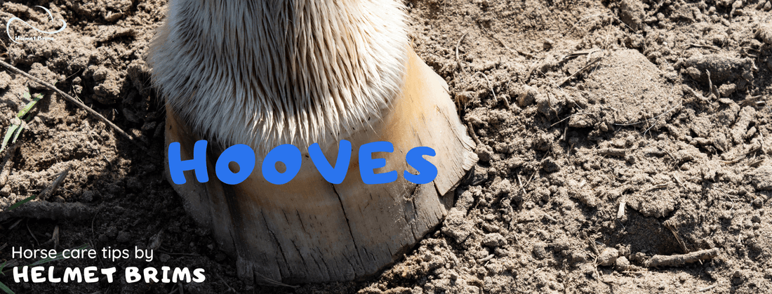 horse care tips hooves for horse lovers