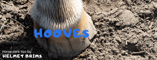 horse care tips hooves for horse lovers