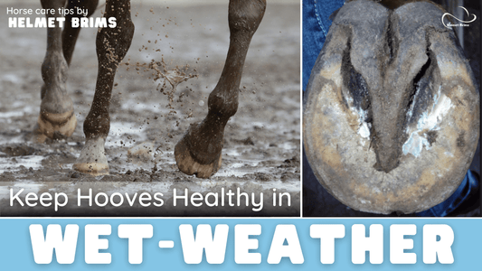 Close-up of horse hooves walking through muddy puddles after rain. Horse hoof thrush