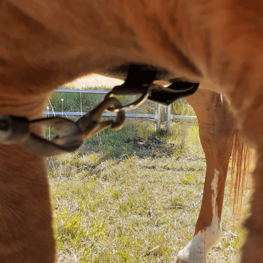 girth loop attached to breast plate